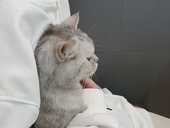 -喵园·猫主题咖啡厅·撸猫·猫咖(国贸店)