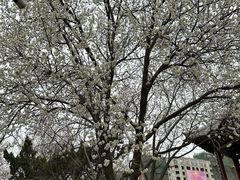 -桃花堤公园