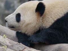 -成都大熊猫繁育研究基地