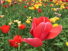 -洛阳郁金香牡丹园