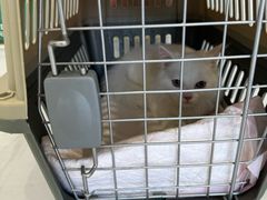 -艾吉宠物医院·疑难杂症转诊中心·猫友好(碧江路院)