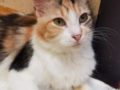-猫色咖啡·猫咖