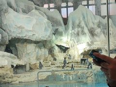 -帝企鹅自助餐厅•儿童岛•真企鹅(长隆企鹅酒店)