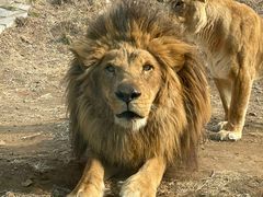 -石家庄市动物园