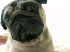 -骐奇宠物诊疗中心(南亭公路店)