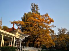 -学成饭店(北辰店)