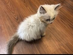 -楼上猫咖(罗湖店)