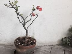 -花迹(富春江东街店)
