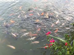 -金花茶公园