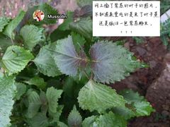 -珍宝蟹舫·巴城味道(巴城总店)