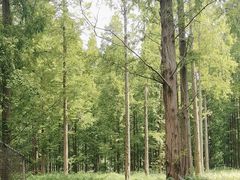 -黄海国家森林公园