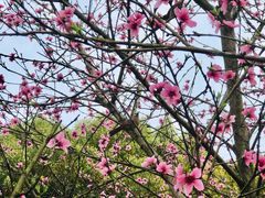-秀丽东方