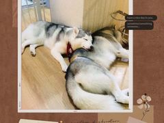 -Husky Go! 哈士奇体验馆·宠物咖啡厅狗咖