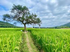 -艾米稻香小镇