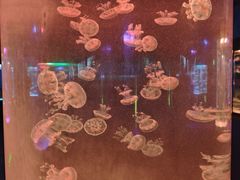 -苏州海洋馆