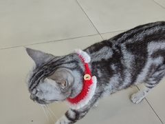 -怪兽屋·羊驼·猫咖·狗咖(俊华广场店)