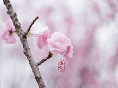 -天适樱花悠乐园