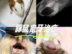 -东莞宠友24H宠物中心医院·转诊夜诊·异宠(新河北路院)