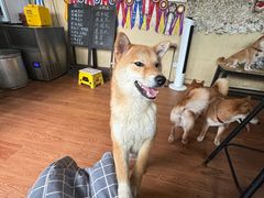 -柴犬高等学院·狗咖·柴犬售卖·宠物训练