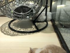 -momokira米努特·德文卷毛猫·棉花面纱犬