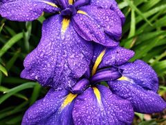 -上海植物园-4号门售票处