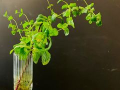 餐具摆设-TODAY(环城东路店)