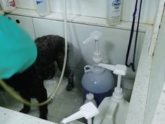 -佳雯宠物医院(金华南路分院)