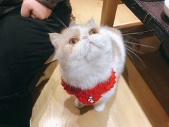 -滚猫咖啡·猫咖·猫友好撸猫(未来城店)