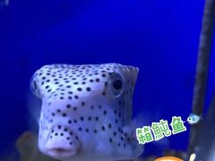 -江和美海洋公园