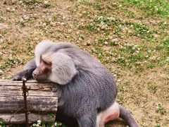 -西霞口神雕山野生动物世界