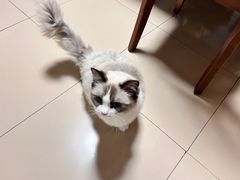 -老吴的猫·猫舍(新区店)