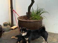 -青桃餐厅