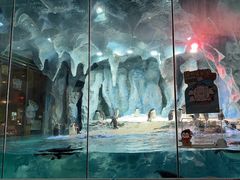 -帝企鹅自助餐厅•儿童岛•真企鹅(长隆企鹅酒店)