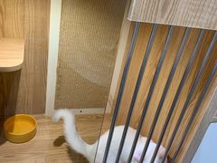-老吴的猫·猫舍(新区店)