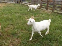 -前小桔亲子创意农场·草莓采摘·露营烧烤