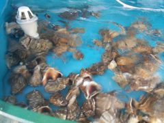 -蓝珊甄选海鲜自助·火锅大排档(近阿那亚店)