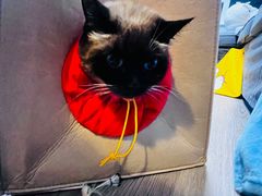 -麦当劳(望京国际商业中心店)