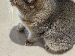 -藏猫猫咖啡主题馆(中央大道店)