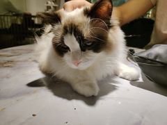 -喵喵咪呀布偶猫咖(春熙路店)