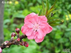 -南汇桃花村