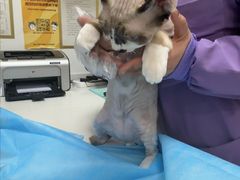 -瑞派·关忠动物医院·猫专科·犬专科(三环新城店)