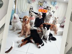 -汪说·狗咖·拼豆·宠物周边DIY(旺城大厦店)