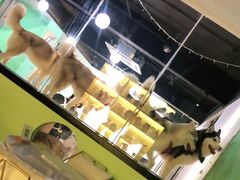-Husky Go! 哈士奇体验馆·宠物咖啡厅狗咖