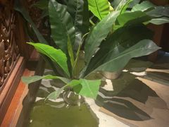 -紫莲花足道(柯桥古镇店)