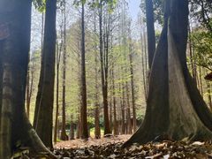 -广州市帽峰山景区
