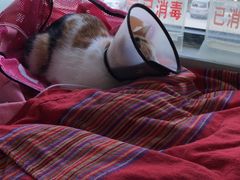 -康旭宠物医院(郑州总院)