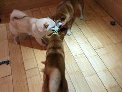 -喜柴咖啡·柴犬狗咖