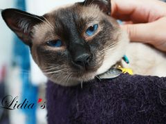 猫-Sirena海妖日咖夜酒