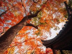 -秋霞圃