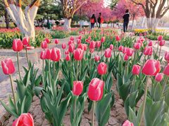 -石家庄市植物园